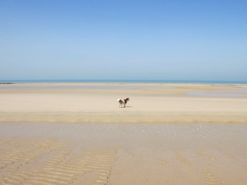 Hond welkom